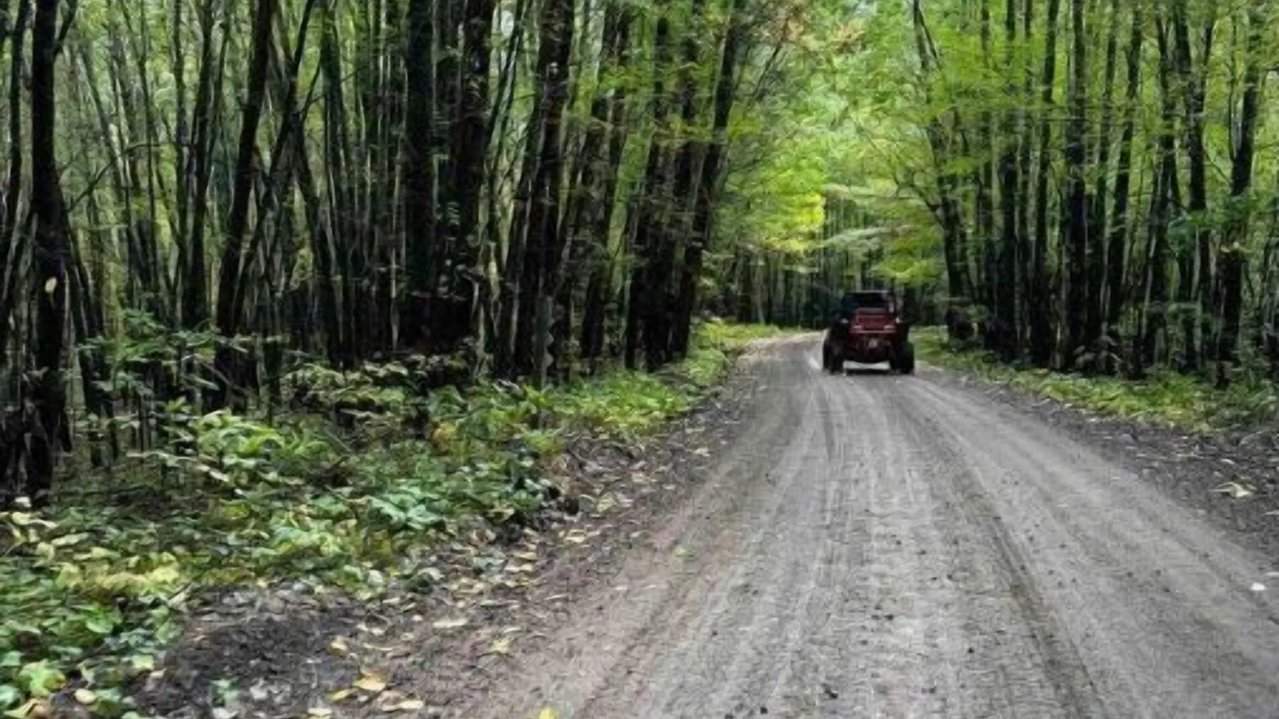 a path with trees on the side of a road