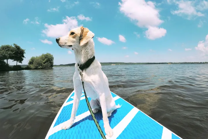a dog standing next to a body of water